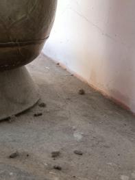 CONTROLLO IN UN PUBBLICO ESERCIZIO DI SERIATE: CHIUSA L’ATTIVITA’ PER GRAVI CARENZE IGIENICO-SANITARIE